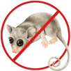 Possum Removal Bundoora